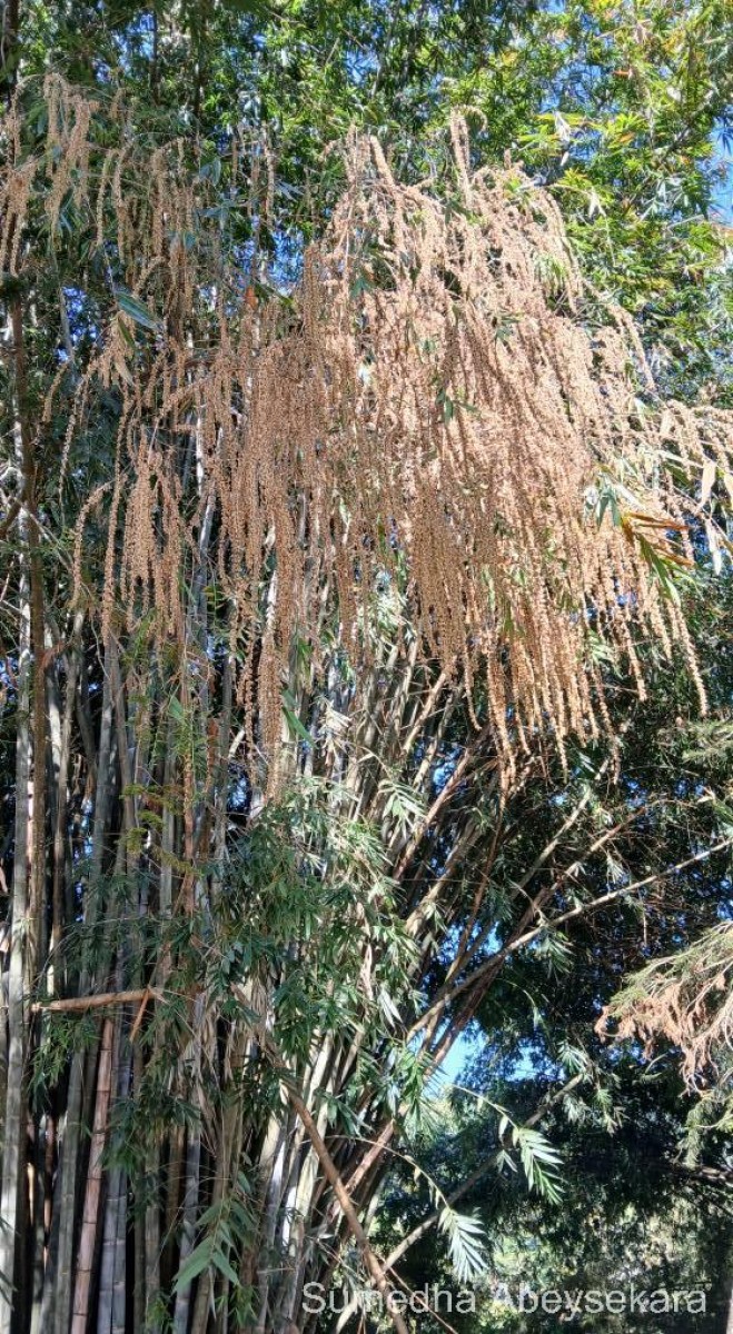 Dendrocalamus giganteus Munro